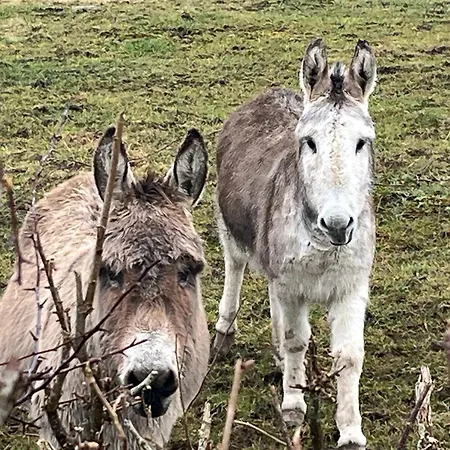 Wild Atlantic Lets Nyaraló *